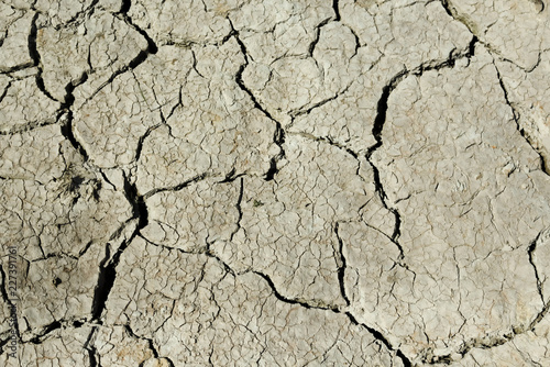 Rice fields and arid trees.