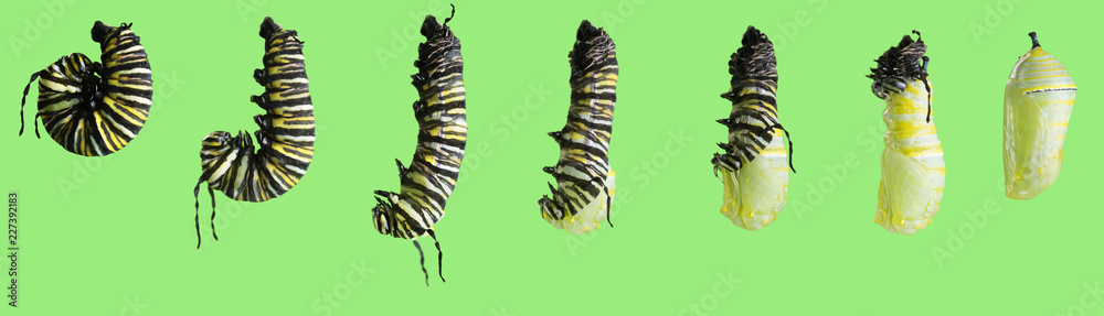 Fototapeta premium Seria zdjęć. Transformacja gąsienicy motyla monarchy (Danaus plexippus) w poczwarkę. Na białym tle na zielonym tle