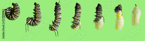 A series of photos. The transformation of the monarch butterfly (Danaus plexippus) caterpillar into a pupa. Isolated on green background