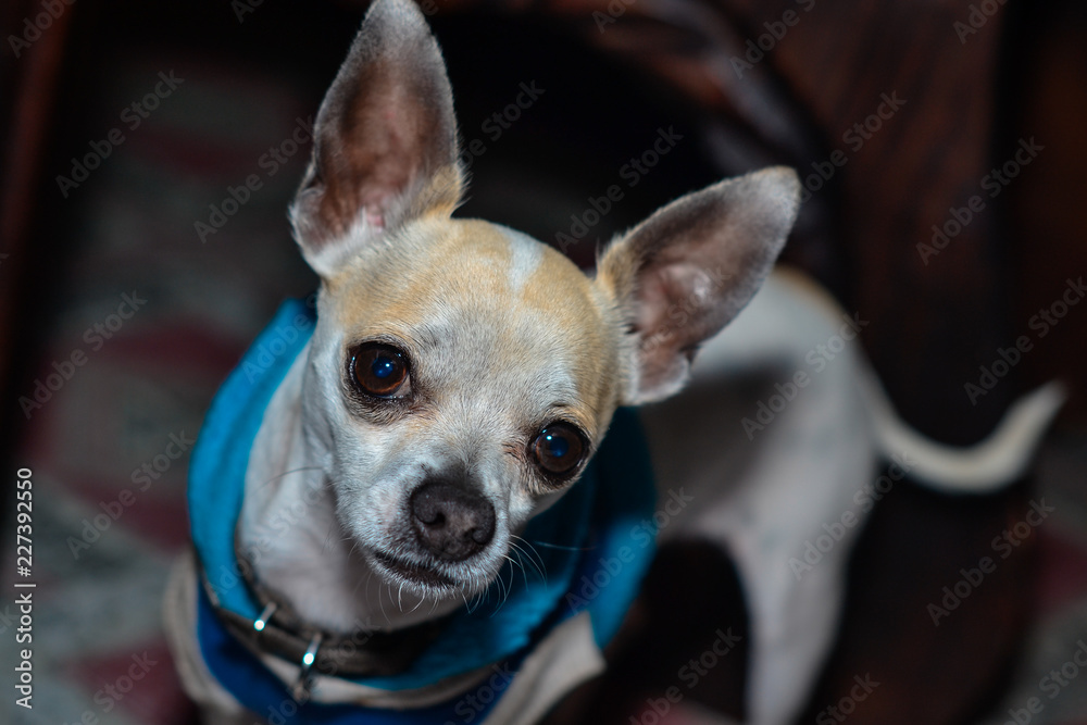 chihuahua portrayed from above chihuahua portrayed from above