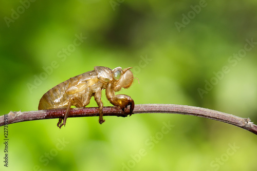 Image of cicada molting on brown branch. Insect. Animal.