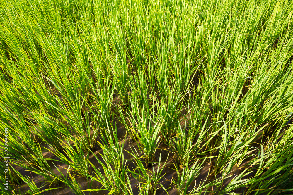 rice field rice field
