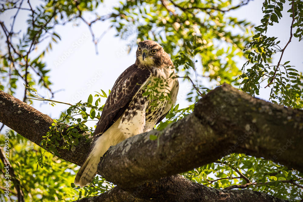 Red Tailed hawk perched on a branch Red Tailed hawk perched on a branch