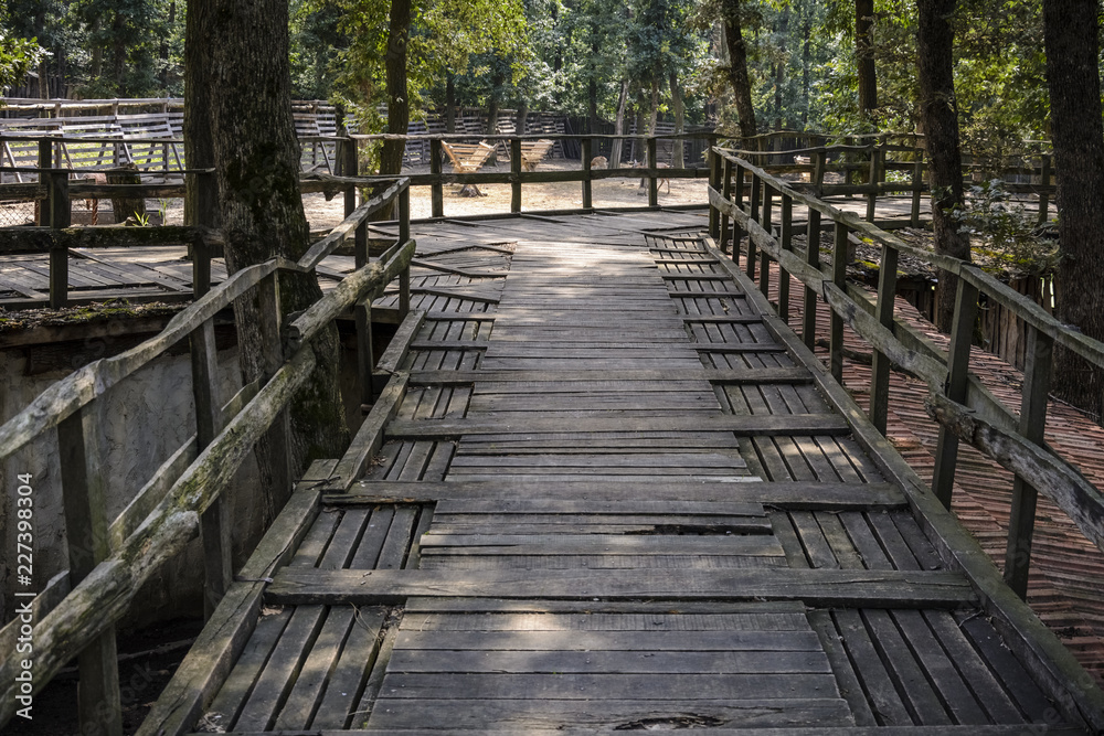 walking path between branch and trees and above the ground. walking path between branch and trees and above the ground.