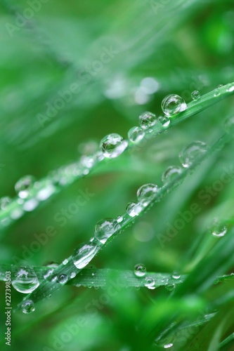  herbal background with water drops in cold tones.bright green grass in dew drops