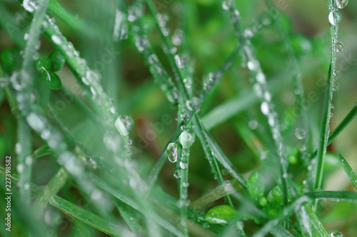 natural herbal background with water drops .bright green grass in dew drops