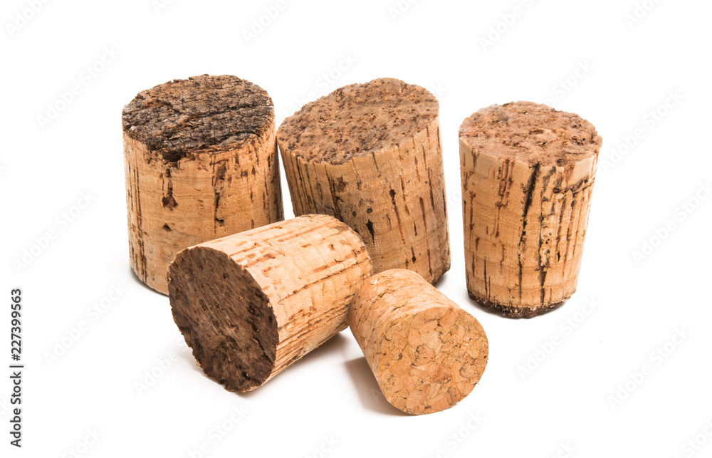 cork tree isolated