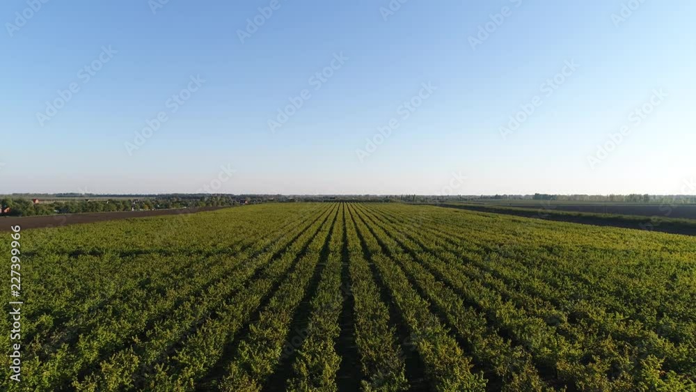 Plantation of fruit trees, aerial view. Plantation of fruit trees, aerial view.