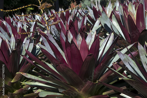 Sydney Australia, garden bed of Alcantarea Imperialis - Red Form with flower spike forming photo