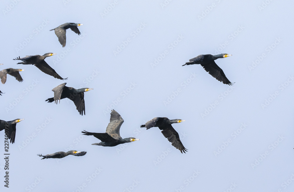 Obraz premium A group of indian cormorants flying in union acroos the lake