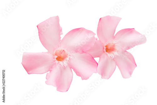 oleander flowers isolated