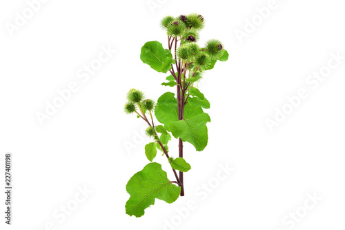 Isolated Burdock (Arctium) Medicinal Plant.