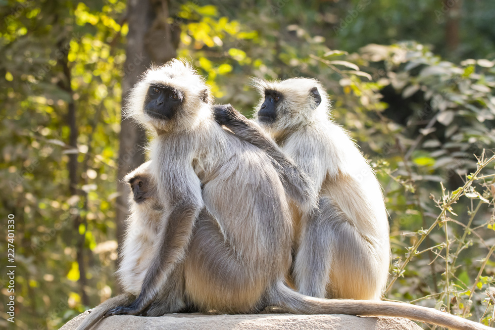 Obraz premium A langur family grooming on a wall inside Ranthambore national park