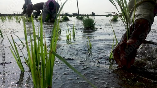 Woman planting paddy sapling in the farmland which filled up with the full of water. photo