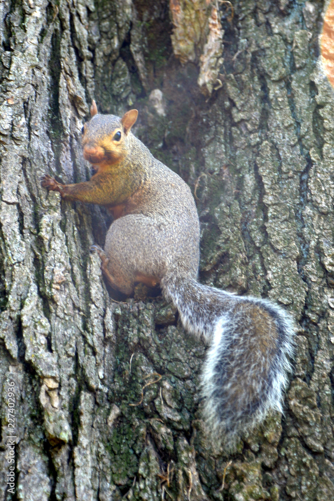 Obraz premium gray squirrel (sciurus carolinensis)