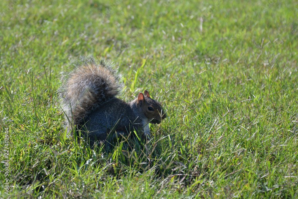 gray squirrel (sciurus carolinensis) gray squirrel (sciurus carolinensis)