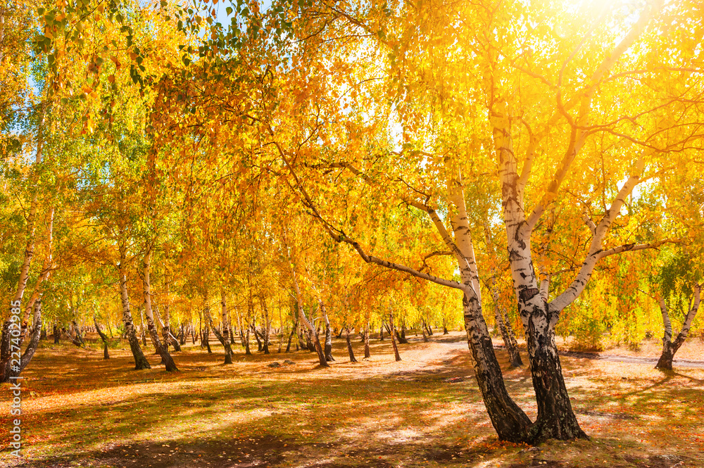 Autumn forest at sunny day. Beautiful autumn landscape