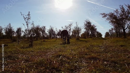 Horse grazes grass in tree garden, time lapse, Omurtag, Bulgaria - October 4th, 2018 photo