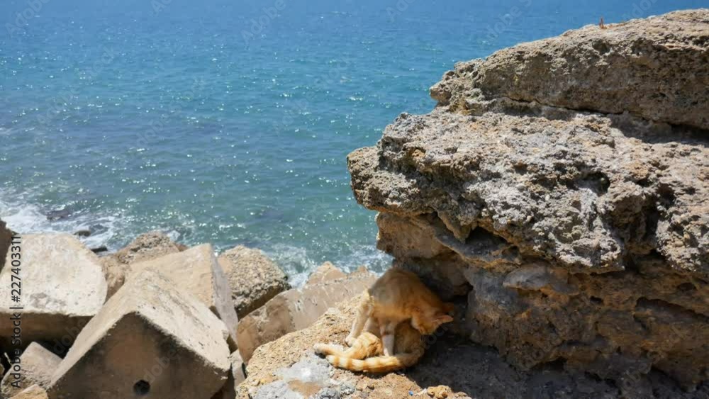 Time Lapse: Cat and Seagull Sitting on Rocks Time Lapse: Cat and Seagull Sitting on Rocks