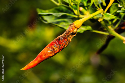 Anthracnose disease in chilli  caused by Colletotrichum spp. photo