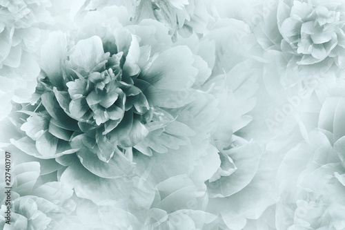 Floral white-turquoise background. Peonies flowers close-up on a transparent halftone light turquoise background. Greeting card. Nature. © nadezhda F