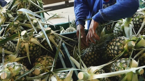 Pineapple Harvesting
Shot On GH5 with 12-35 f2.8Lens
29.97fps photo