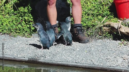 Injured Little Blue Penguins Waiting To Be Feed At Rehabilitation Center photo