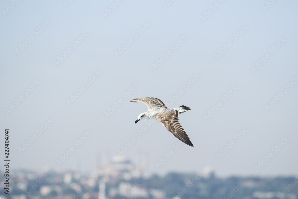 Fototapeta premium Seagull