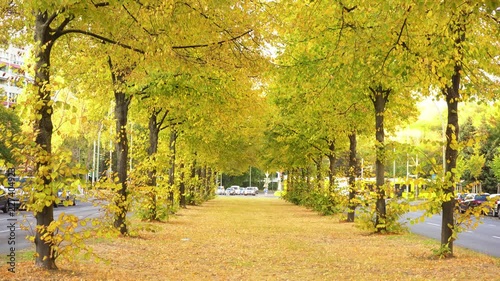 Beautiful autumn in Berlin with avenue of trees full of golden leaves photo