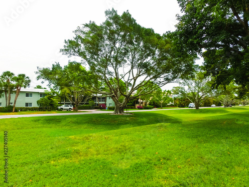 The road and palm trees at Naples, Florida