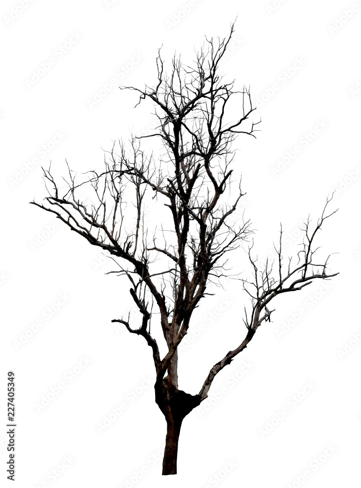 Obraz premium Dead tree isolated on white background.