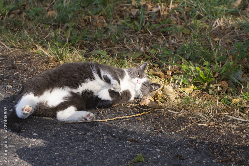 eine Katze liegt auf der Strasse