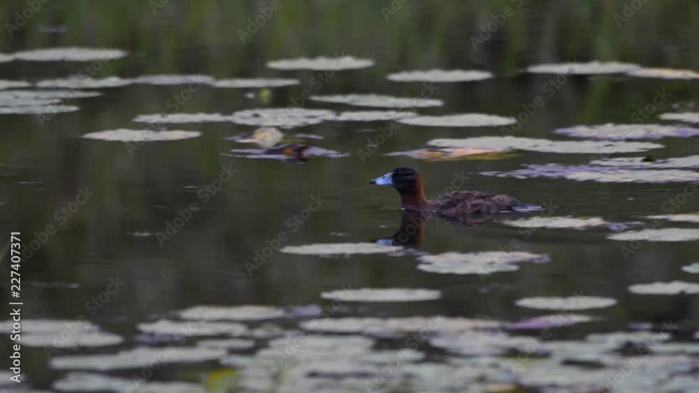 Masked Duck swims in the pond scene. It shake Its head and use the foot to scratch the head. Masked Duck swims in the pond scene. It shake Its head and use the foot to scratch the head.