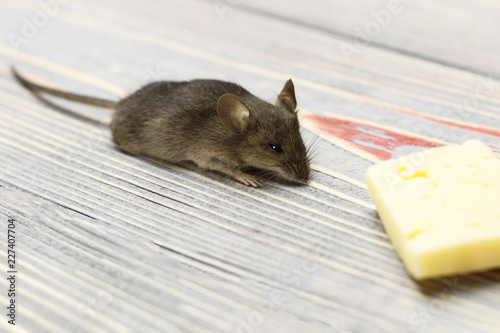 Gray mouse and piece of cheese on a gray wooden background retro.