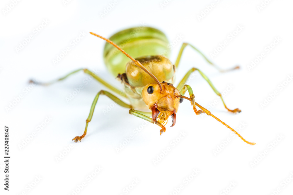 Isolated Queen Red Ant on White Background Isolated Queen Red Ant on White Background