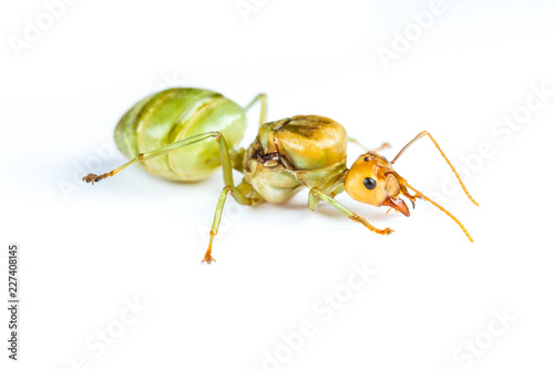 Isolated Queen Red Ant on White Background