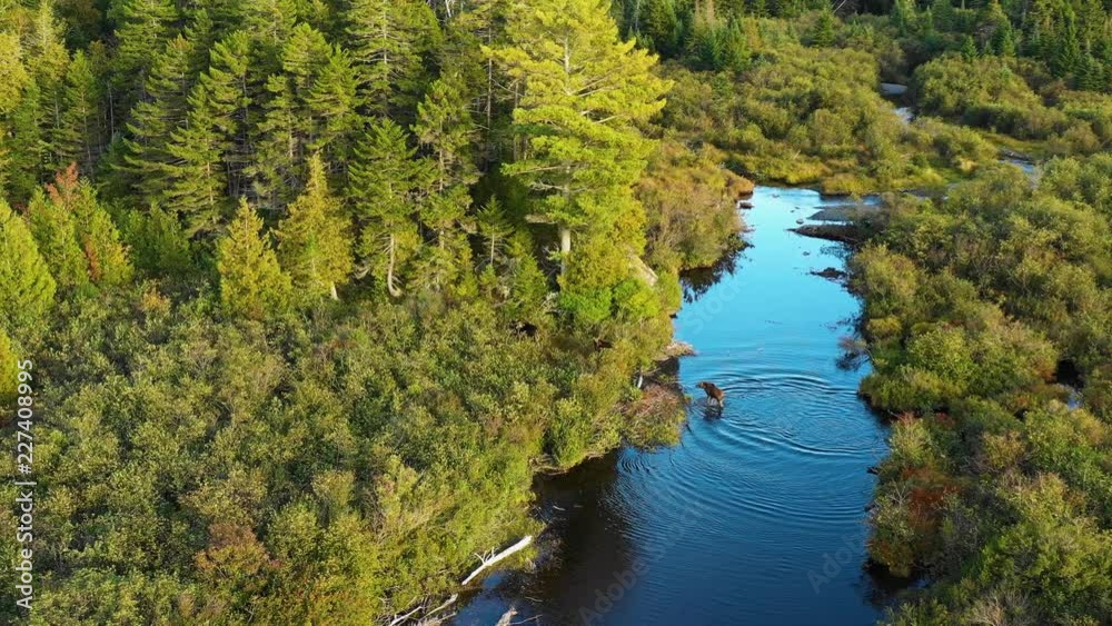 Aerial drone shot of a moose cow with two young calves being chased by a bull across a blue stream surrounded by green, red and golden autumn forest trees in the Maine wilderness.