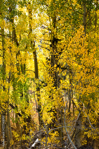 Green and gold leaves cover aspen trees in a forest