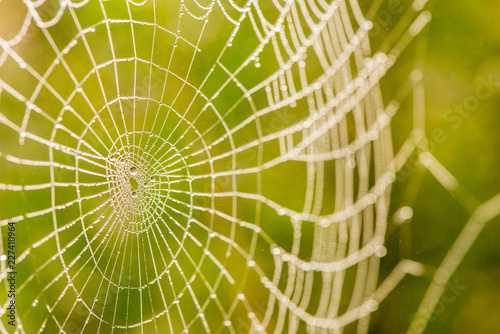 Light drops of dew on a beautiful web in the summer in a fog at dawn