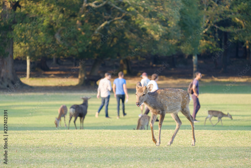 Fototapeta premium 奈良公園の鹿