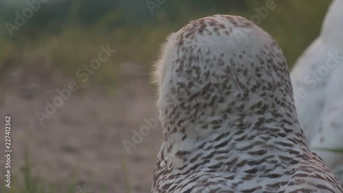 zoo birds captured in full HD in a  cinestyle colorprofile photo