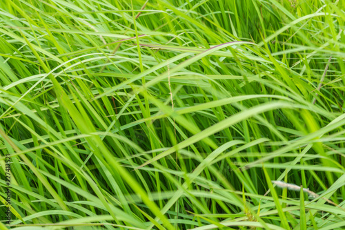 A natural green grass texture background with wind blow.