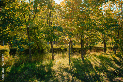 autumn maple landscapes