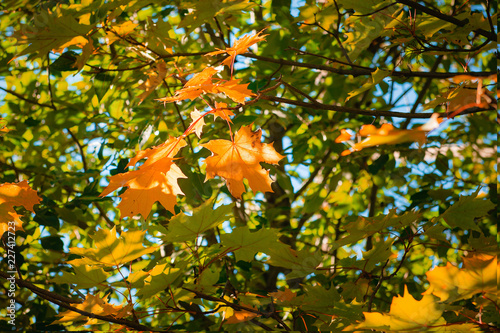 autumn maple landscapes