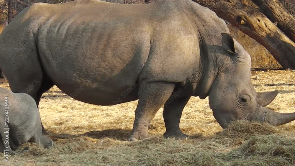 Family of white rhinos. Omaruru reserve, Namibia Africa Family of white rhinos. Omaruru reserve, Namibia Africa