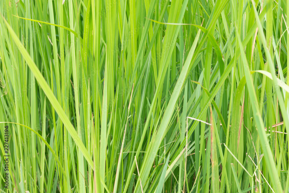 A natural green grass texture background. A natural green grass texture background.
