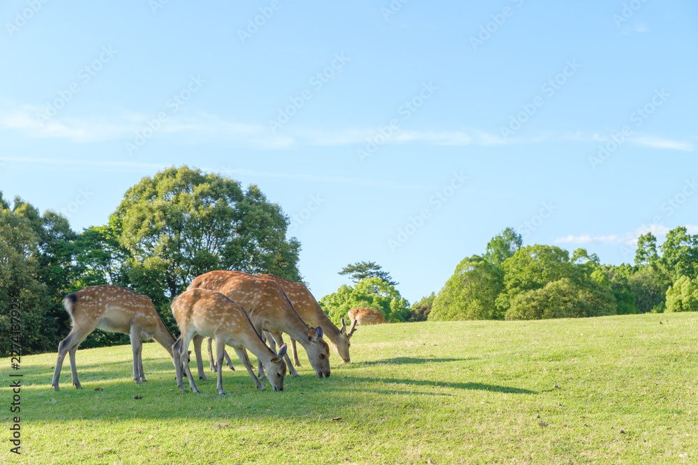 Fototapeta premium 奈良公園の鹿