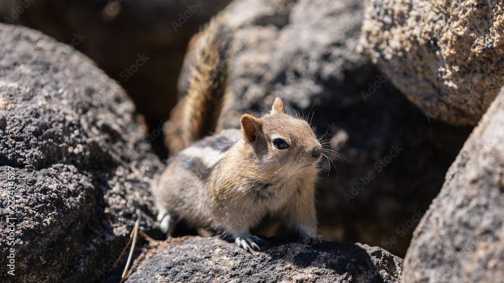 Kalifornisches Streifenhörnchen (Chipmunk) am Tenaya Lake Kalifornisches Streifenhörnchen (Chipmunk) am Tenaya Lake