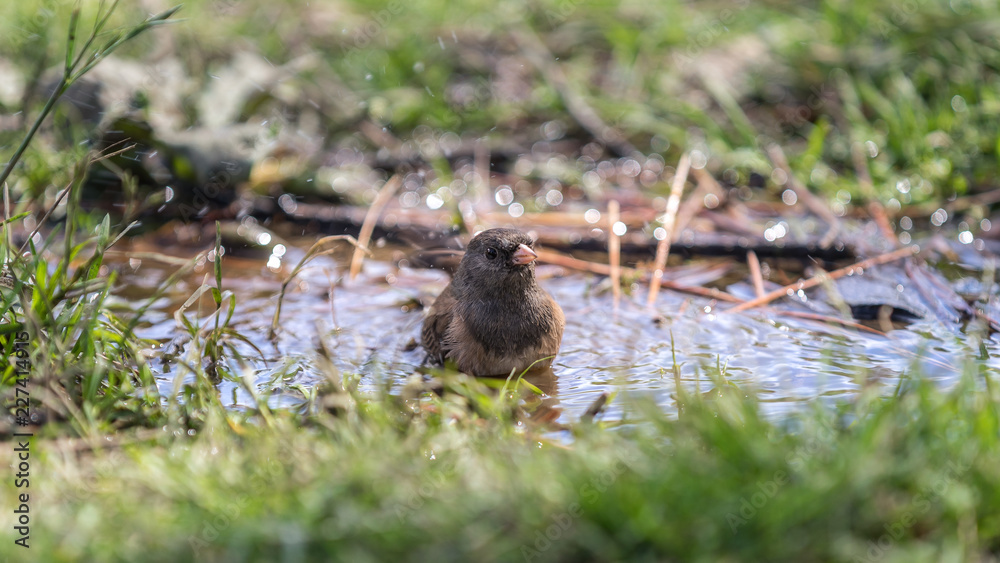 Spatz beim Baden in einer Pfütze Spatz beim Baden in einer Pfütze