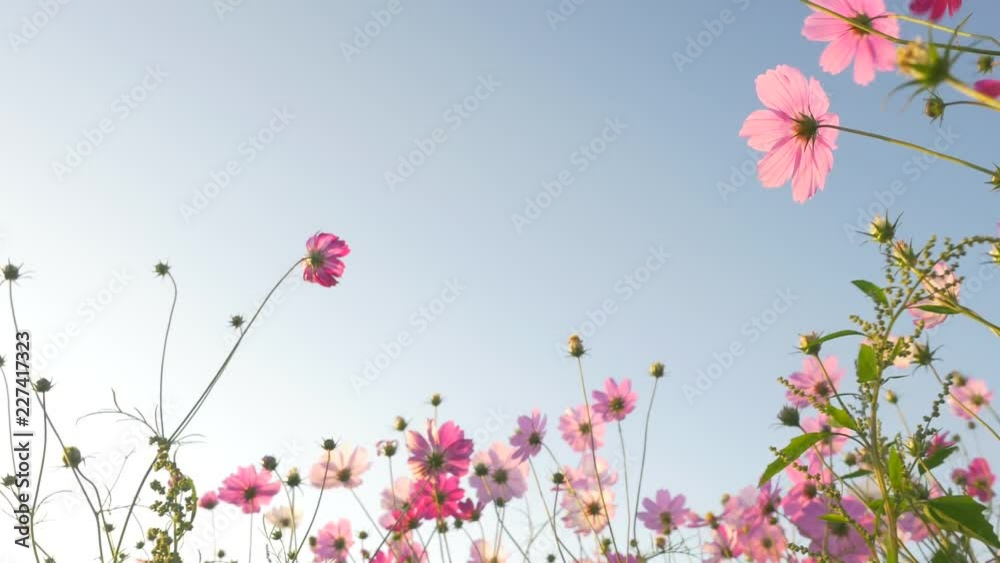 Pink cosmos swaying in wind in sunny day. Copy space, isolated.